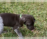 Small Photo #4 German Shorthaired Pointer Puppy For Sale in SUMMERVILLE, SC, USA