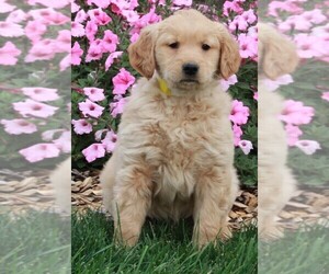 Golden Retriever Puppy for sale in FREDERICKSBURG, OH, USA