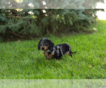 Puppy Buster Dachshund
