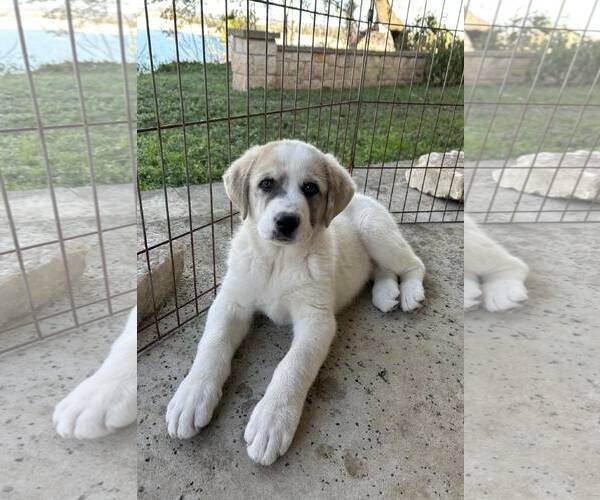 Medium Photo #3 Anatolian Shepherd-Great Pyrenees Mix Puppy For Sale in Bend, OR, USA