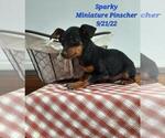 Small Photo #1 Miniature Pinscher Puppy For Sale in SHIPSHEWANA, IN, USA