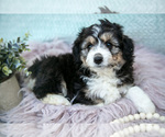Small Photo #15 Aussiedoodle Miniature  Puppy For Sale in CLARE, MI, USA