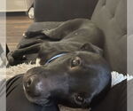 Small #7 Labrador Retriever Mix
