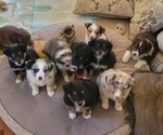 Small Australian Shepherd