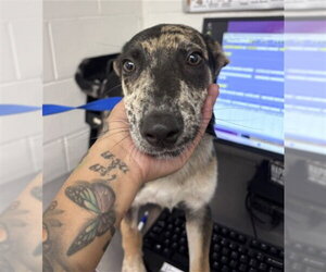 Mutt Dogs for adoption in San Bernardino, CA, USA