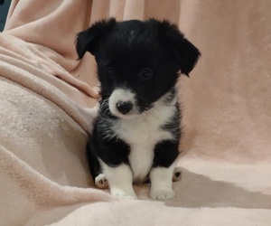 Pembroke Welsh Corgi-Poodle (Miniature) Mix Puppy for sale in LEBANON, MO, USA