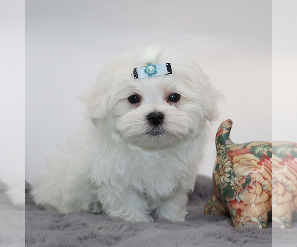 Medium Photo #2 Maltese Puppy For Sale in LOS ANGELES, CA, USA