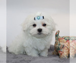 Small #1 Maltese