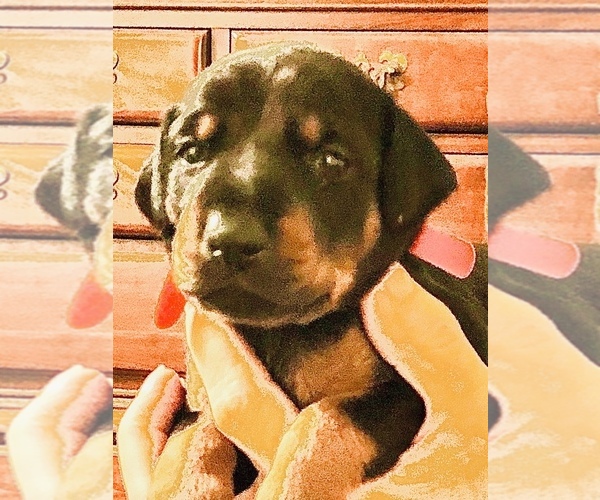 Medium Photo #1 Doberman Pinscher Puppy For Sale in SUMMERFIELD, NC, USA