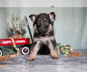 Medium German Shepherd Dog