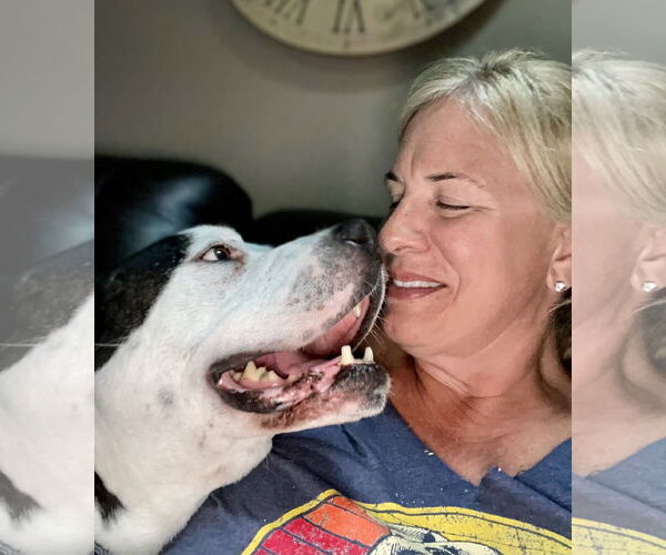 Medium Photo #15 Mutt Puppy For Sale in Mount Laurel, NJ, USA