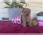 Small Poodle (Miniature)