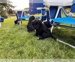 Small Photo #13 Portuguese Water Dog Puppy For Sale in RIGBY, ID, USA