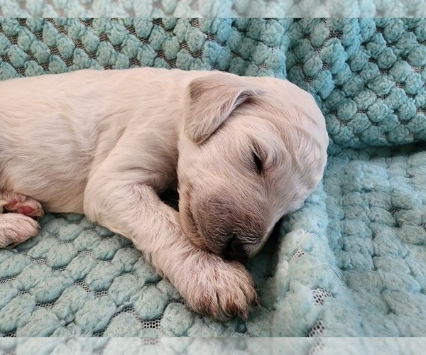 Medium Photo #49 Poodle (Standard) Puppy For Sale in CLAYTON, WA, USA