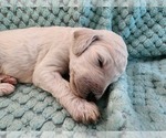 Small Photo #49 Poodle (Standard) Puppy For Sale in CLAYTON, WA, USA