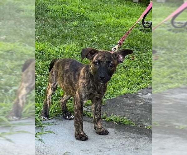 Medium Photo #29 Mutt Puppy For Sale in Brewster, NY, USA