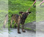 Small #28 Mutt