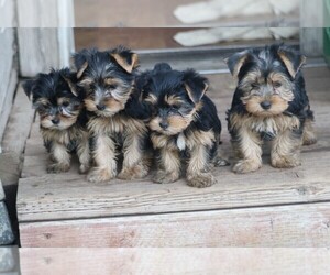 Yorkshire Terrier Litter for sale in EL CAJON, CA, USA