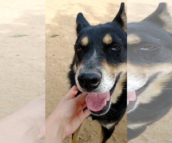 Medium Photo #19 Australian Kelpie Puppy For Sale in Apple Valley, CA, USA