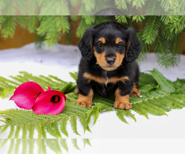 Medium Photo #2 Dachshund Puppy For Sale in GOSHEN, IN, USA
