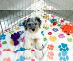 Hunter - Male Havapoo Puppy for Sale - Photo #6