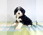 Small #1 Bernedoodle (Miniature)