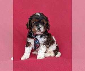 Cavapoo Puppy for sale in CHRISTIANA, PA, USA