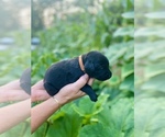 Small #8 Labrador Retriever