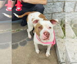 Small #2 American Staffordshire Terrier Mix