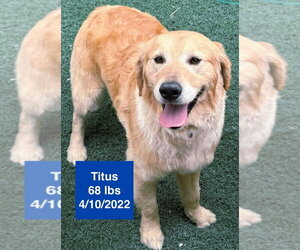 Golden Retriever Dogs for adoption in West Hollywood, CA, USA