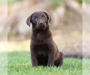 Huckleberry Finn Pup - Miss Watson - Female Labrador Retriever-Unknown Mix Dog for Adoption - Photo #3