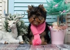 Small Photo #10 Yorkshire Terrier Puppy For Sale in CULLOWHEE, NC, USA