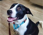 Small #7 Border Collie Mix