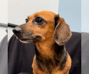 Dachshund Dogs for adoption in Weston, FL, USA