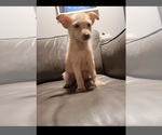 Puppy 3 Pomsky-Poodle (Miniature) Mix