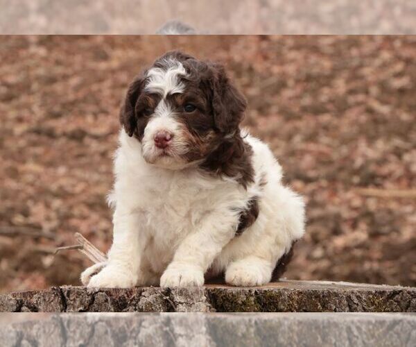 Medium Photo #1 Poodle (Miniature)-Sheepadoodle Mix Puppy For Sale in CHILLICOTHE, MO, USA