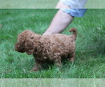 Small Photo #2 Poodle (Miniature) Puppy For Sale in EVART, MI, USA