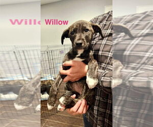 Willow - Female Border Collie-Boxer Mix Dog for Adoption - Photo #4
