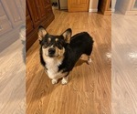 Small Photo #1 Pembroke Welsh Corgi Puppy For Sale in MYRTLE CREEK, OR, USA