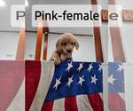 Small Photo #1 Golden Retriever Puppy For Sale in SODDY DAISY, TN, USA
