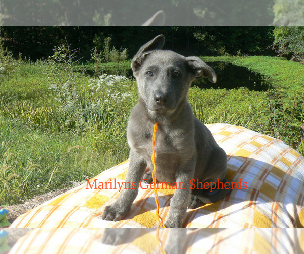 Medium Photo #3 German Shepherd Dog Puppy For Sale in PIEDMONT, MO, USA