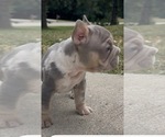 Small #4 French Bulldog