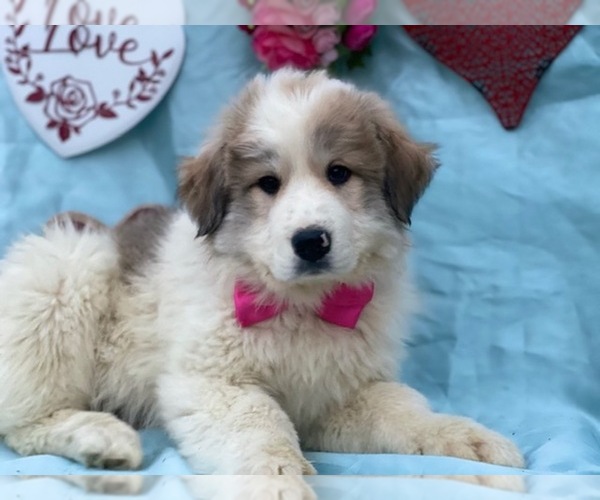 Medium Photo #3 Great Pyrenees Puppy For Sale in LANCASTER, PA, USA