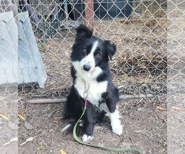 Medium Photo #1 Border Collie Puppy For Sale in Paso Robles, CA, USA