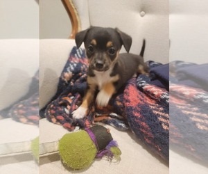 Glen of Imaal Terrier-Maltese Mix Puppy for sale in POMONA, CA, USA