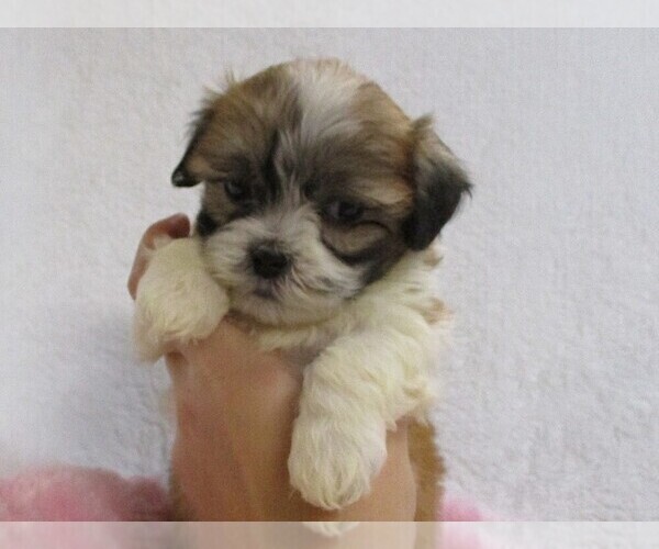 Medium Photo #3 Zuchon Puppy For Sale in THORP, WI, USA