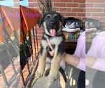 Small #6 German Shepherd Dog