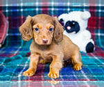 Puppy 4 Dachshund
