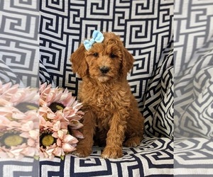 Goldendoodle Puppy for sale in OXFORD, PA, USA