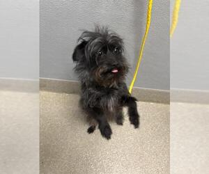 Mutt Dogs for adoption in Las Vegas, NV, USA